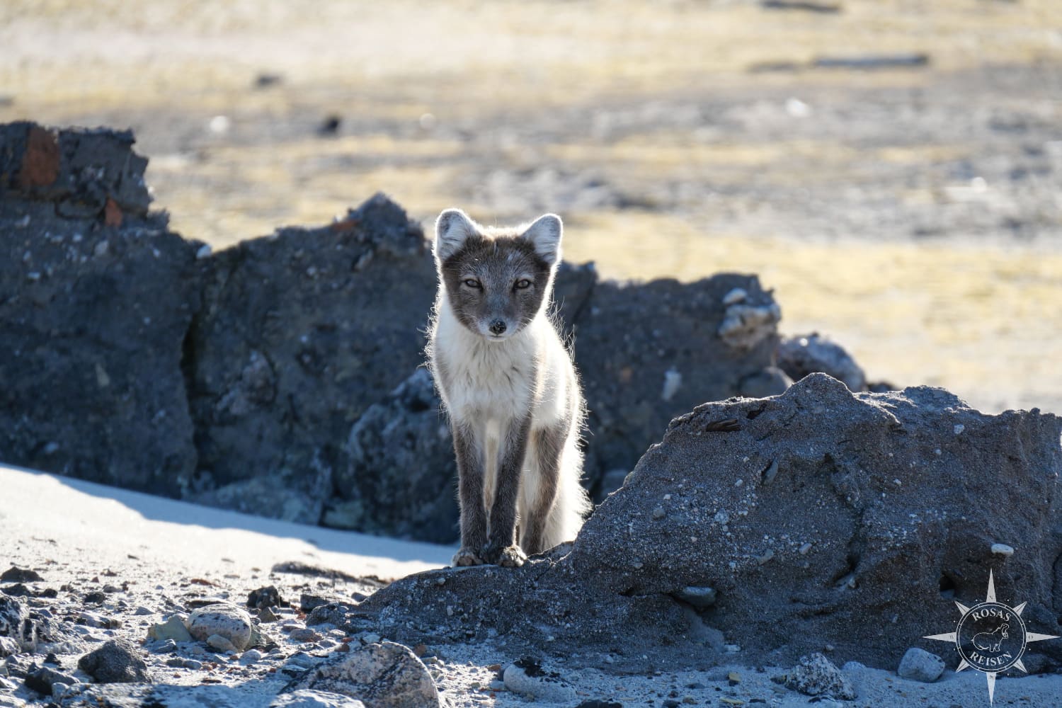 Polarfuchs