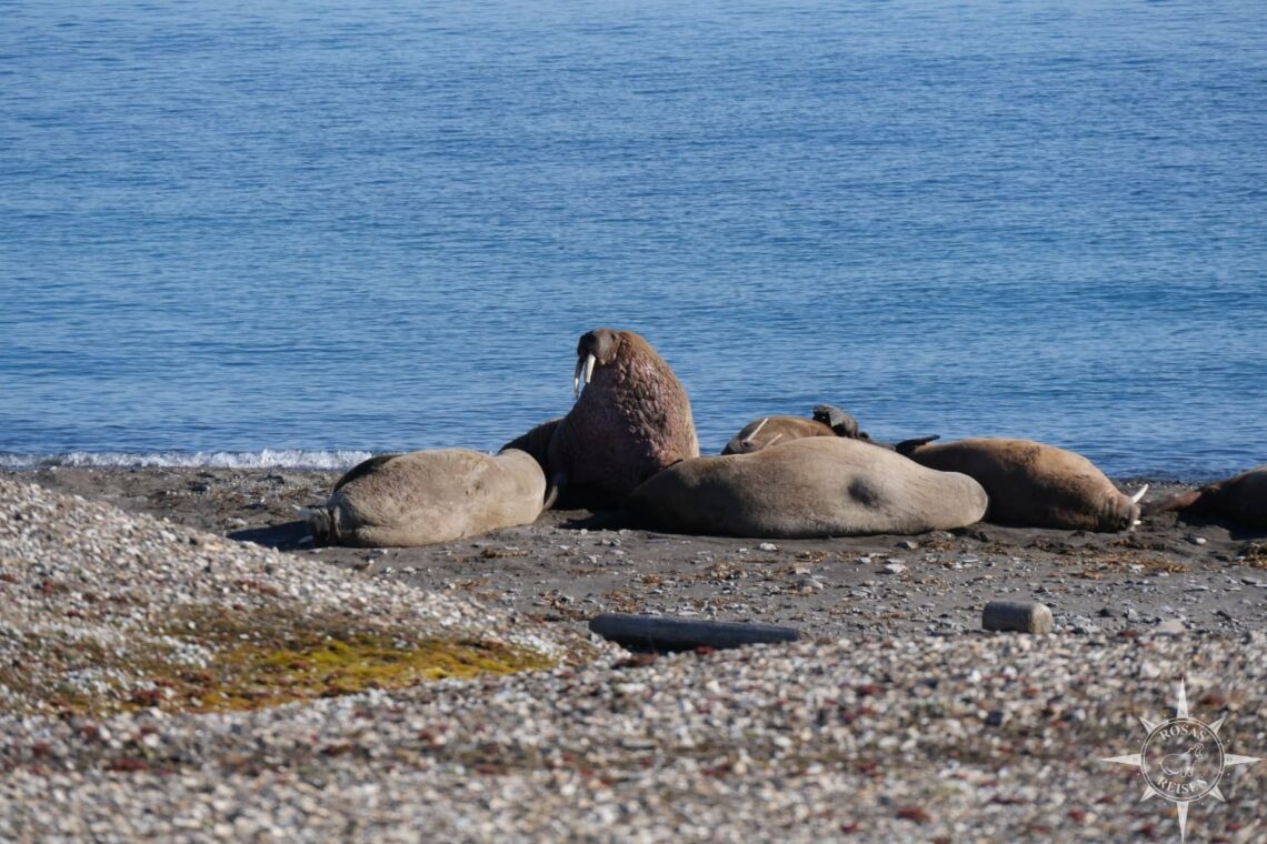 Rosas-Reisen-Tierwelt-Spitzbergen-arktische-Fauna-Walrosse (2)
