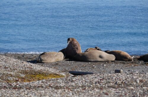 Rosas-Reisen-Tierwelt-Spitzbergen-arktische-Fauna-Walrosse (2)