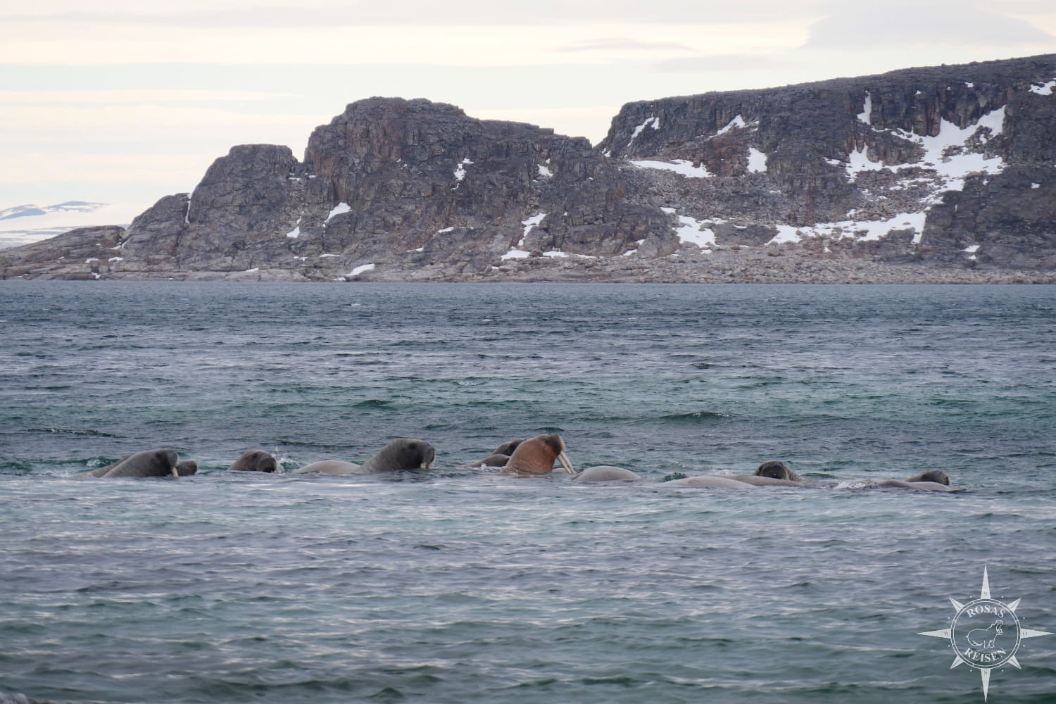 Rosas-Reisen-Tierwelt-Spitzbergen-arktische-Fauna-Walrosse (3)
